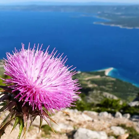 Amorena - Adults Only Бол