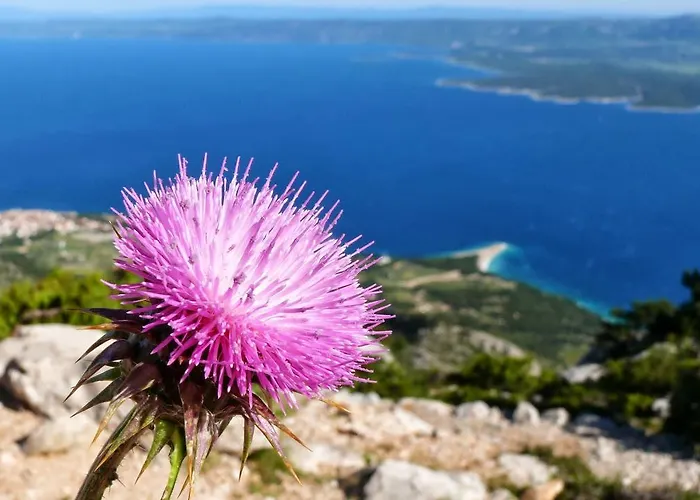 Amorena - Adults Only Bol